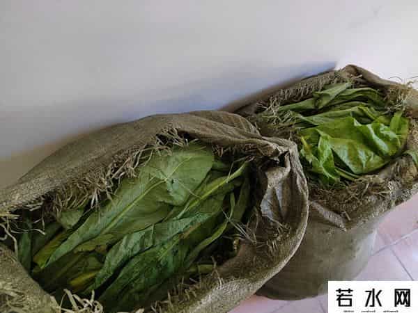 qq偷菜,浙江景宁：揭露现实版“QQ农场”偷菜记