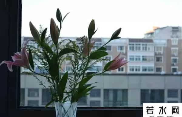 袁野博客,派的爸爸掉进孩子的世界