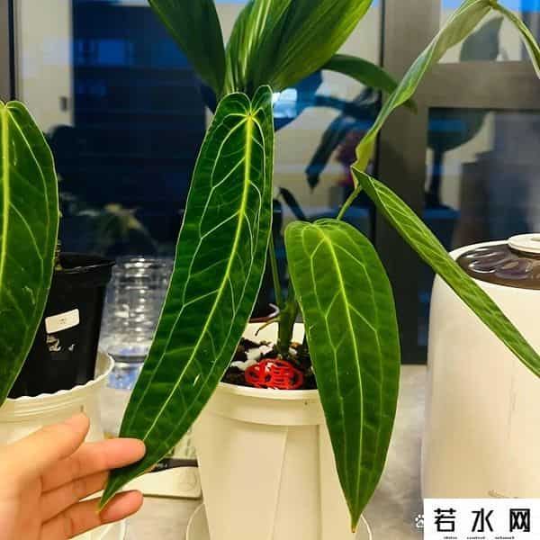 帝王花烛,网红花烛坑太多?新手别瞎买,这几点学会再下手不迟