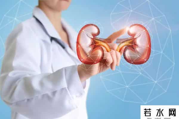 嘎腰子,泰国、缅甸“嘎腰子”,真那么疯狂?少一个肾,对身体影响有多大?还能正常过性生活吗?