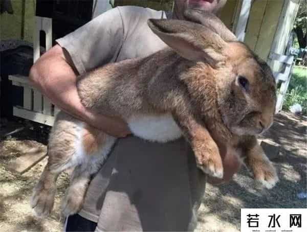 色兔兔,澳大利亚野兔成灾,百年“人兔大战”五次围剿失败,中国出手相助