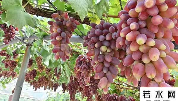 张克凡,「 锦绣昌黎 」 葡萄熟了 葡园等你