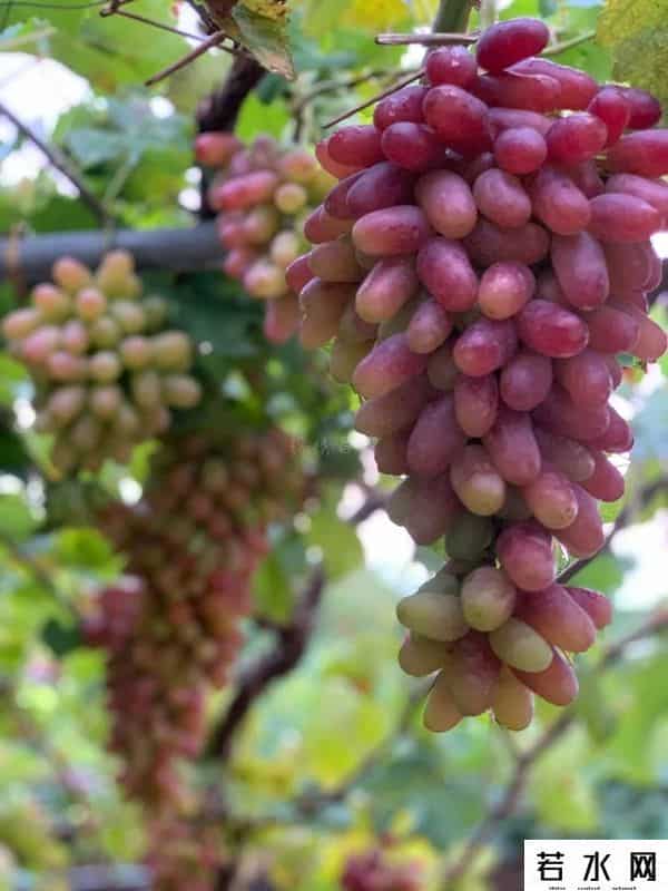 张克凡,「 锦绣昌黎 」 葡萄熟了 葡园等你