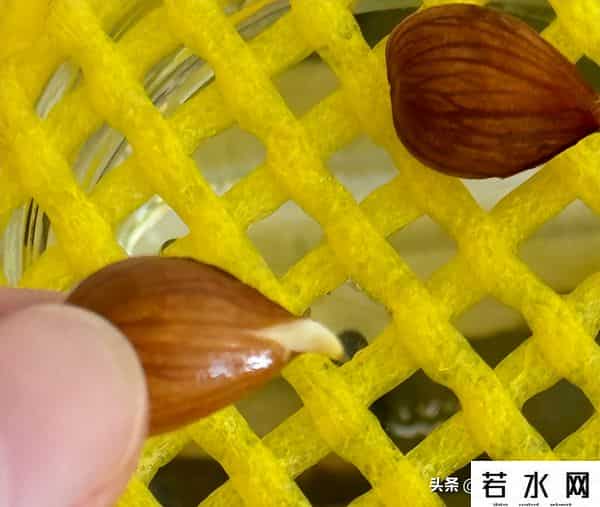 鲜果网,“水果网套”不要扔!简单改造一下,还有大用,后悔才知道