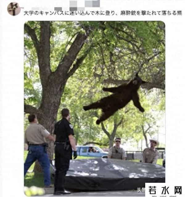 qq宠物熊熊,熊熊误入大学引大学生围观,网友:被麻醉枪射落的熊熊太可爱了!