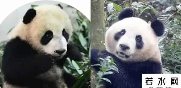 40403,8.13过生日的熊熊们(下)