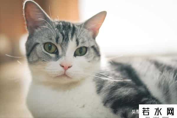 抓住神经猫,天生反骨的5种猫:养了它们,天天都在上演"人猫大战"!