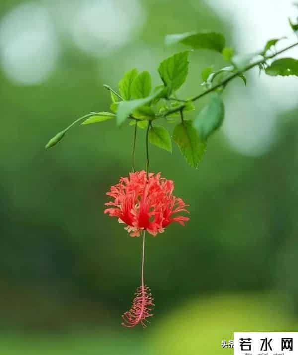 大光圈手机,手机虚化有多绝?大光圈+光斑玩法,轻松拿捏专业级美照