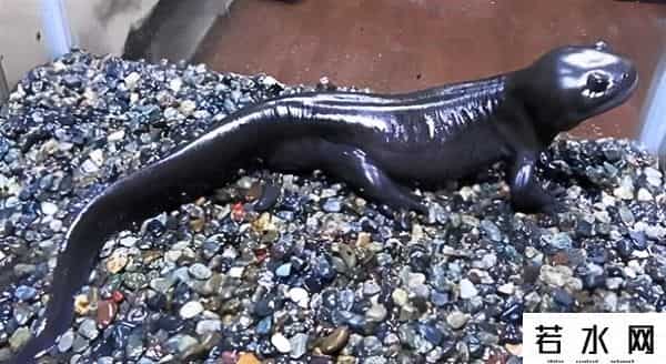 纪中展,把自己玩到濒危的动物，取下大脑都能活，科学家用它研究再生之谜