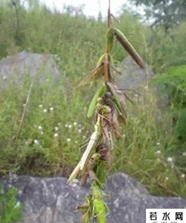 合音量,朋友想在头条上混,就得接受不同的声音。