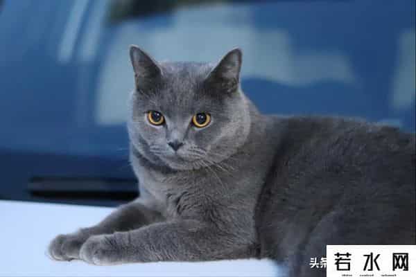抓住神经猫,天生反骨的5种猫:养了它们,天天都在上演"人猫大战"!