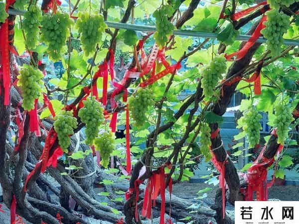 张克凡,「 锦绣昌黎 」 葡萄熟了 葡园等你