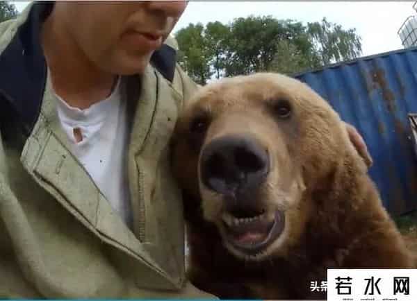 qq宠物熊熊,熊熊误入大学引大学生围观,网友:被麻醉枪射落的熊熊太可爱了!