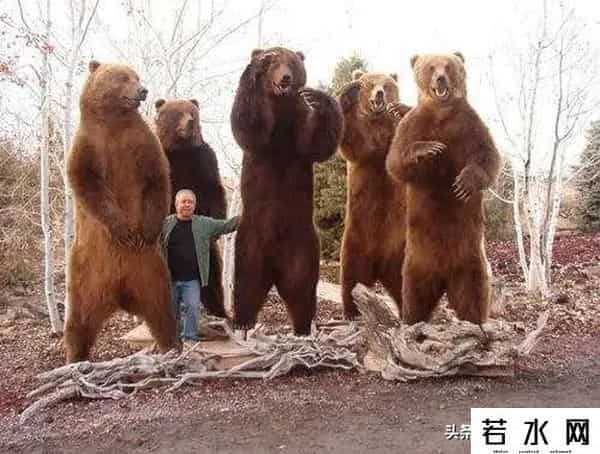 qq宠物熊熊,熊熊误入大学引大学生围观,网友:被麻醉枪射落的熊熊太可爱了!