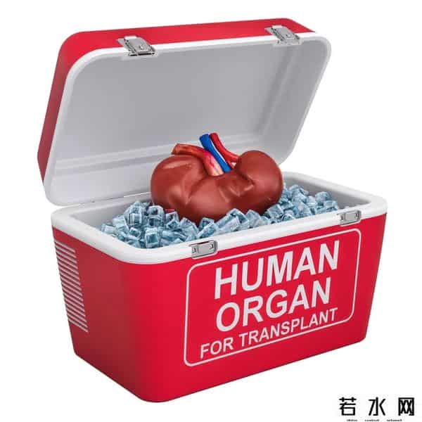 嘎腰子,泰国、缅甸“嘎腰子”,真那么疯狂?少一个肾,对身体影响有多大?还能正常过性生活吗?