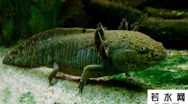 纪中展,把自己玩到濒危的动物，取下大脑都能活，科学家用它研究再生之谜