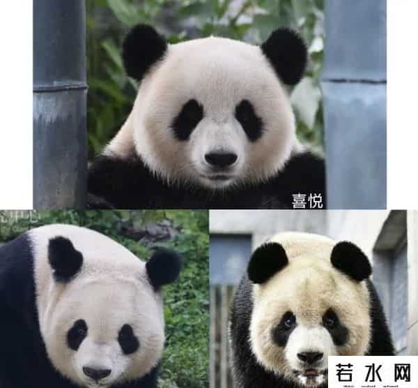 40403,8.13过生日的熊熊们(下)