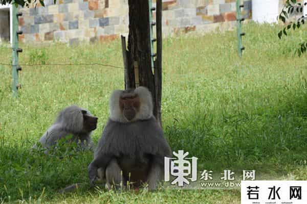 单身动物园,北方森林动物园发征婚信息 为单身动物求“伴侣”