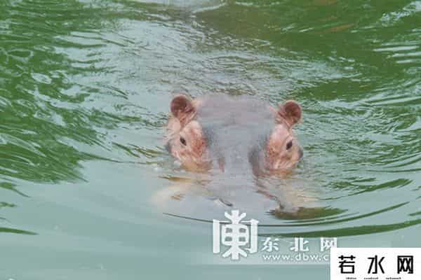 单身动物园,北方森林动物园发征婚信息 为单身动物求“伴侣”