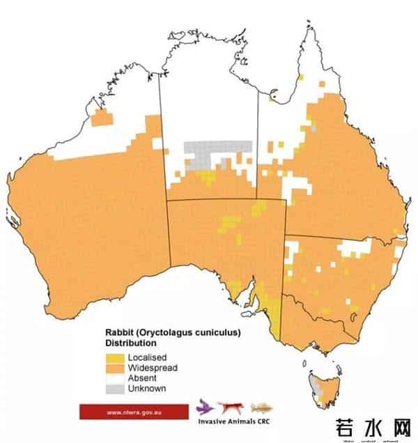 色兔兔,澳大利亚野兔成灾,百年“人兔大战”五次围剿失败,中国出手相助