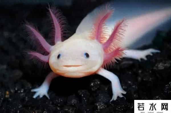 纪中展,把自己玩到濒危的动物，取下大脑都能活，科学家用它研究再生之谜