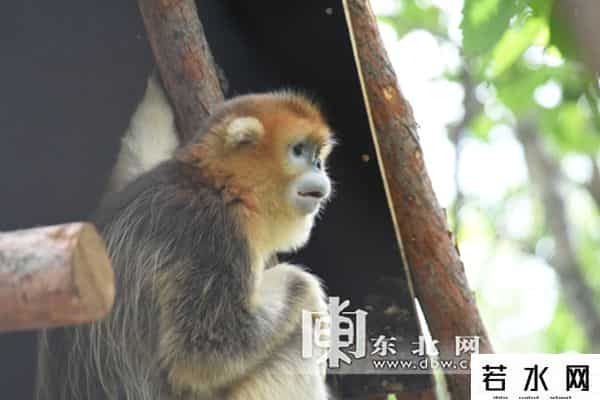 单身动物园,北方森林动物园发征婚信息 为单身动物求“伴侣”