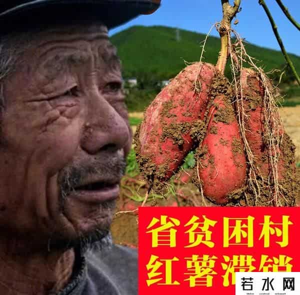 金坷垃,有啥就卖啥，卖啥啥滞销，“金坷垃”大爷火了