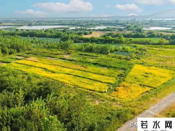 王巍然,武汉新城未来湾项目,打造为农文旅融合示范点,武汉新城新地标。