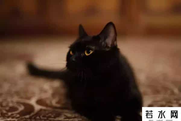 魔力旺旺,影视综漫联动，积攒半个多世纪的猫咪缘，猫爪杯中爆发