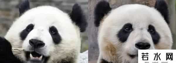 40403,8.13过生日的熊熊们(下)