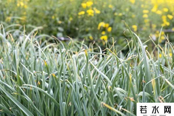 小蒜头,蒜头小？播种前少做这3步！老农悔叹：难怪减产