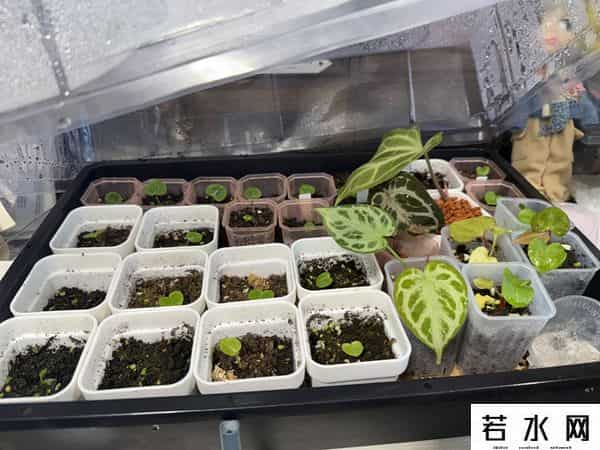 改娃师,改娃师：从一地鸡毛到诗意生活｜破“次元”新职人①