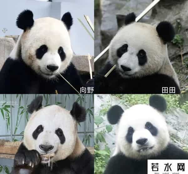 40403,8.13过生日的熊熊们(下)