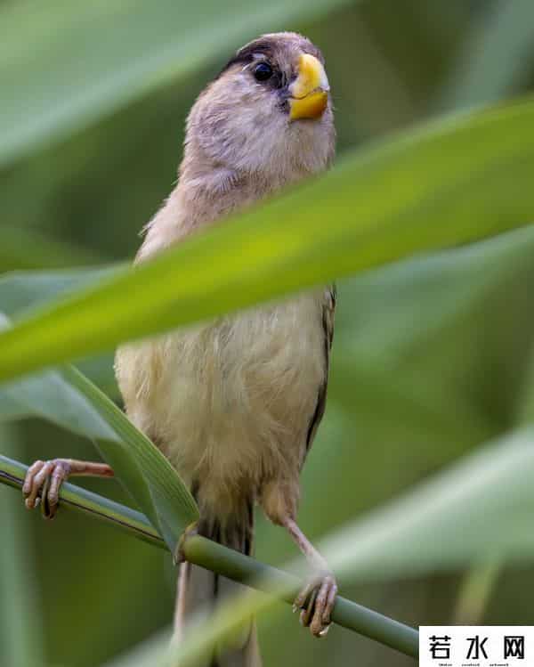 奥森,飞羽镜界 - 我在北京奥森公园拍到了“鸟中大熊猫”,是幸运吗!