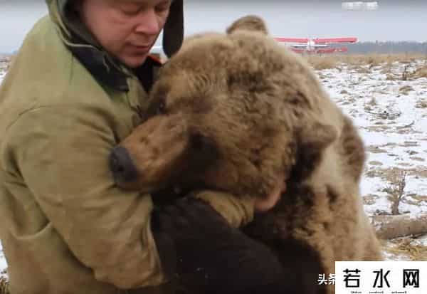 qq宠物熊熊,熊熊误入大学引大学生围观,网友:被麻醉枪射落的熊熊太可爱了!