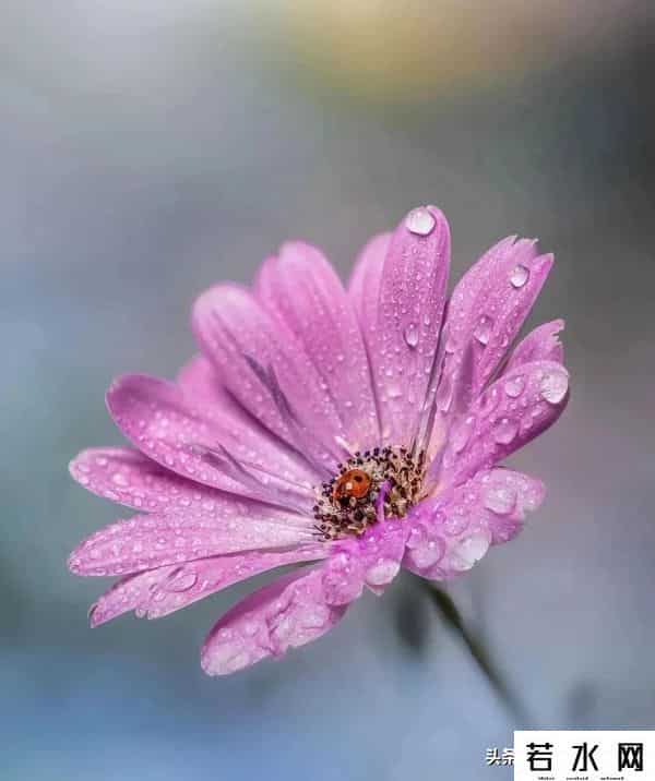 大光圈手机,手机虚化有多绝?大光圈+光斑玩法,轻松拿捏专业级美照