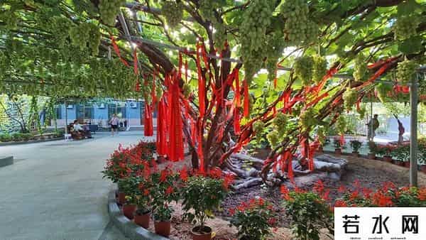 张克凡,「 锦绣昌黎 」 葡萄熟了 葡园等你