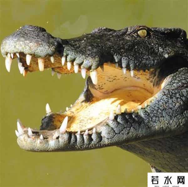 空中蛇灾下载,《狂暴凶狮》上映 猛兽电影太吓人主角就这么几种