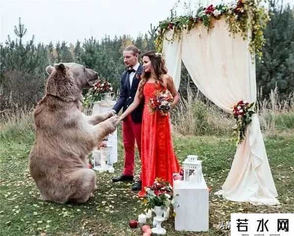 qq宠物熊熊,熊熊误入大学引大学生围观,网友:被麻醉枪射落的熊熊太可爱了!