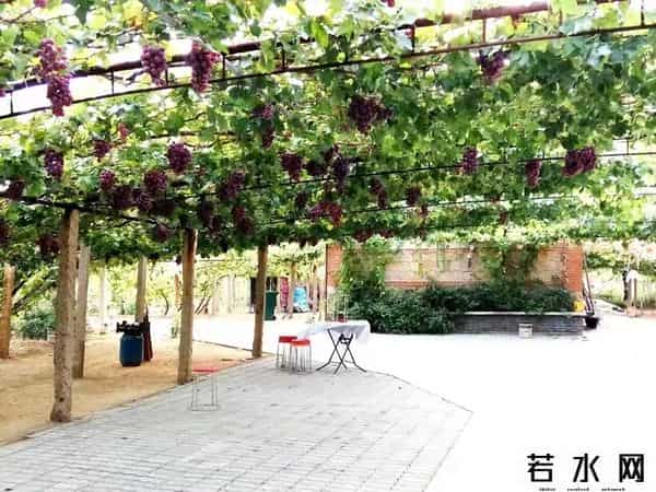 张克凡,「 锦绣昌黎 」 葡萄熟了 葡园等你