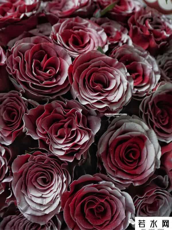 色520,节日特辑vol.4 - 红玫落雪，月色与雪色之间，你是第三种绝色