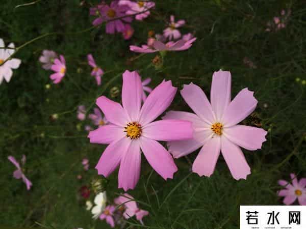 qq人海,珍惜生命中遇见的每一个人，遇见一个人绝非而偶然