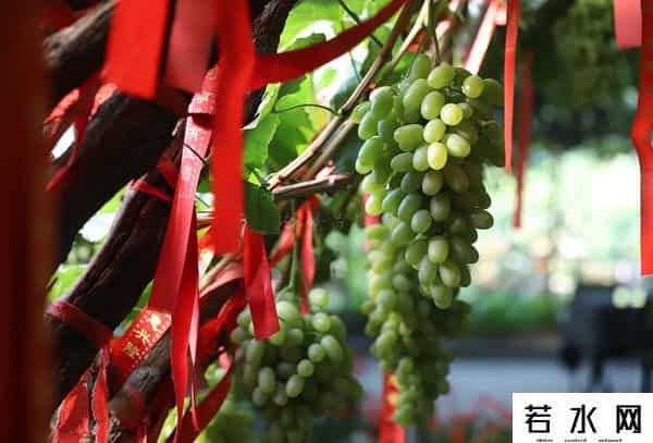 张克凡,「 锦绣昌黎 」 葡萄熟了 葡园等你