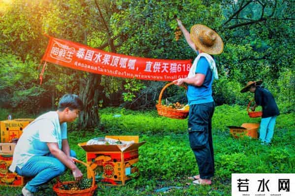 榴莲B站,泰国副总理直播卖榴莲:近900万人围观,一口气卖了10000只