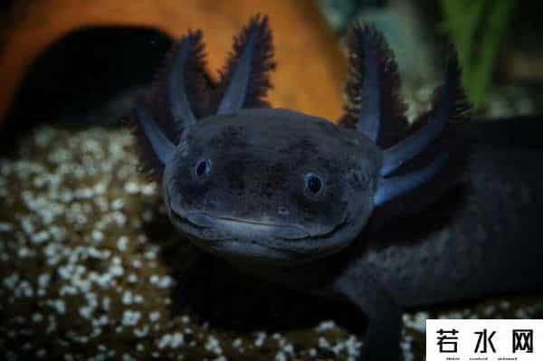 纪中展,把自己玩到濒危的动物，取下大脑都能活，科学家用它研究再生之谜