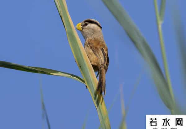 奥森,飞羽镜界 - 我在北京奥森公园拍到了“鸟中大熊猫”,是幸运吗!