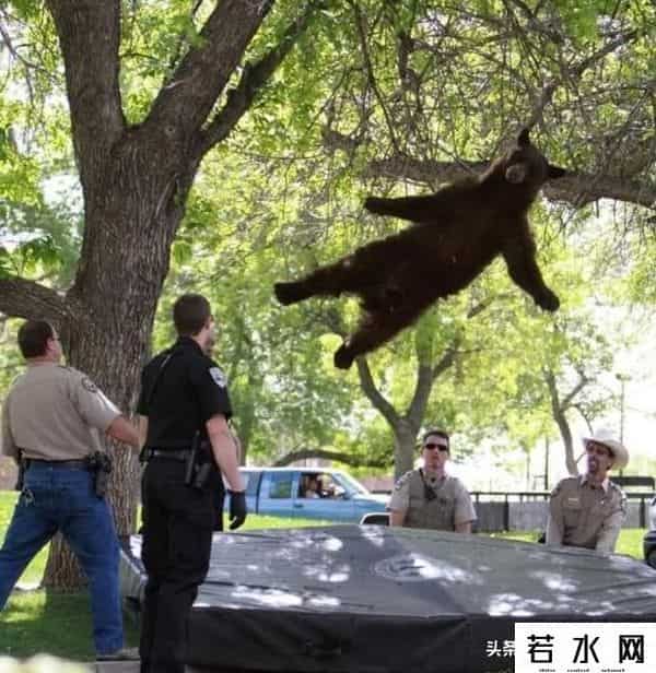 qq宠物熊熊,熊熊误入大学引大学生围观,网友:被麻醉枪射落的熊熊太可爱了!