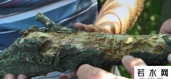 大雪怪,俄罗斯8年前现大雪怪,身高2米多体型健壮,至今不知是何生物