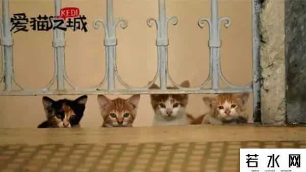 魔力旺旺,影视综漫联动，积攒半个多世纪的猫咪缘，猫爪杯中爆发