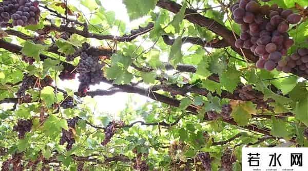 张克凡,「 锦绣昌黎 」 葡萄熟了 葡园等你